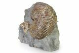 Iridescent Ammonite (Hoploscaphites) Fossil - Montana #316576-1